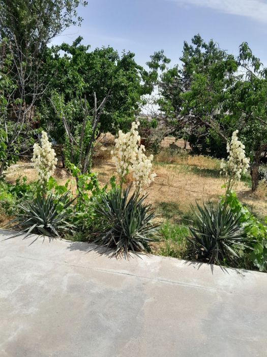 Срочно!! продаётся/сдаётся дача