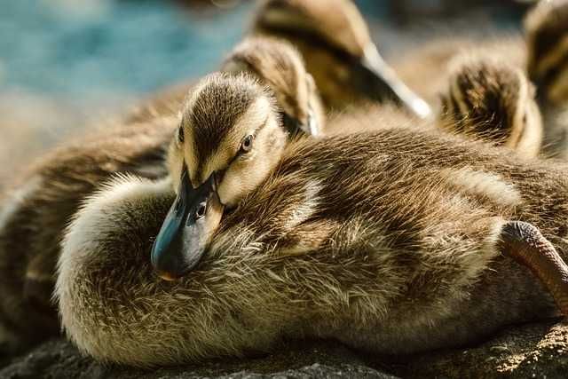 #gaini outoare rosii##uruiala#cereale# oua de consum #