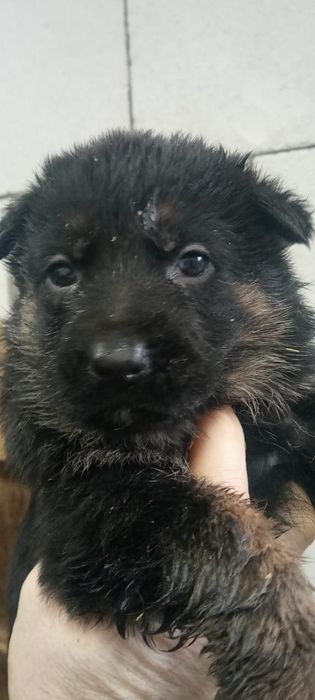 Щенки немецкой овчарки