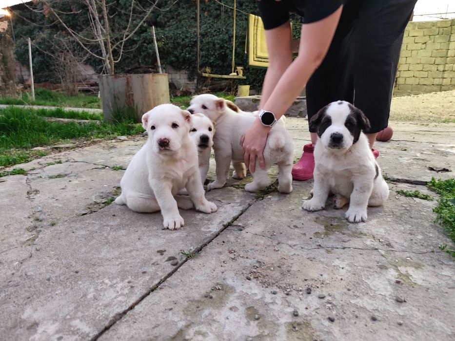 Щенки порода Алабай возраст 40дней