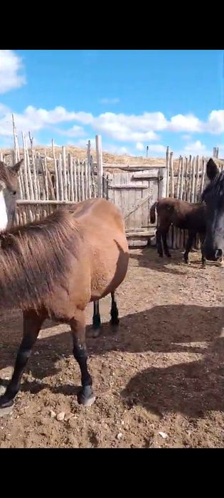 Үйір жылқы сатылады