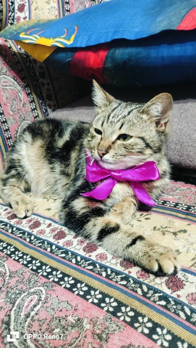 Срочно продам бенгала мальчик,4 месяца,торг