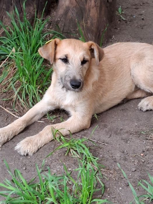 Очаровательная защитница ищет дом!