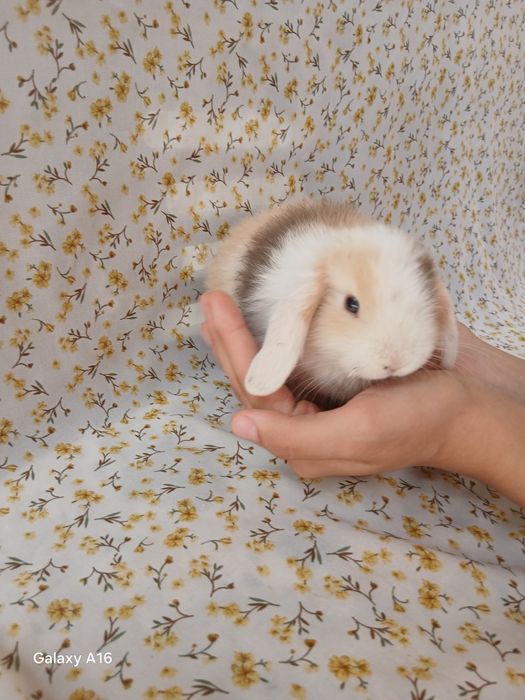 Карликивий  куйонлар ота онаси германя билан англя тоза куйонлар