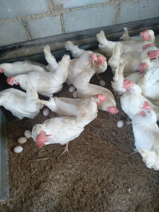 Куры белые и красные! Молодые, даю гарантию