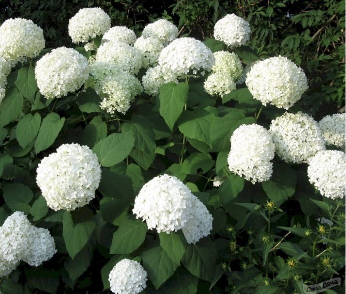 Продам гортензию кустовую