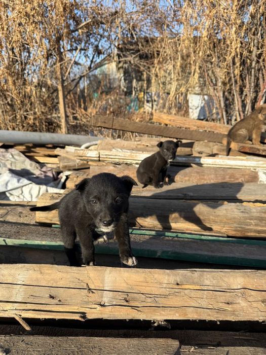 Щенки в добрые руки