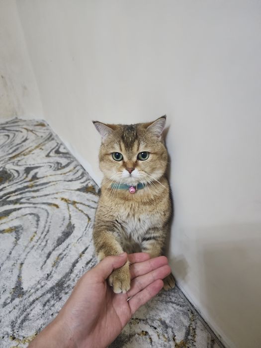 Вязка Vyazka Britanskiy shinshilla Toza qon