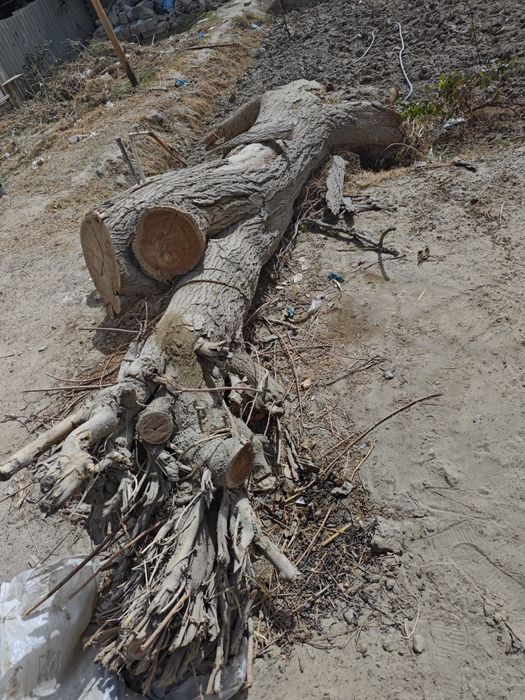 Quruq oʻtinlar sotiladi