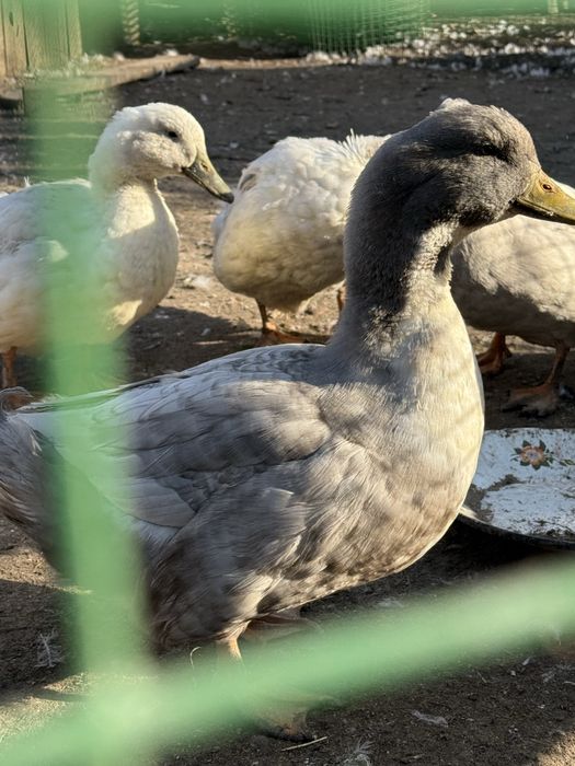 Продаются уточки