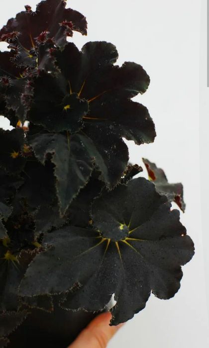 Беговая чёрная. Не дорого.