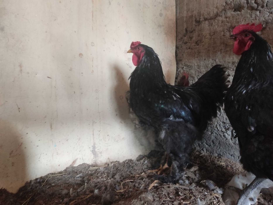 Брамалар ва Джерси гигант