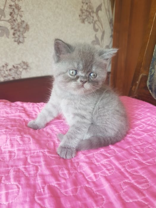 Продаются котята