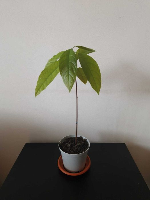 Planta avocado in ghiveci