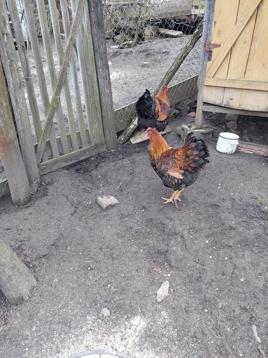 Cocos wyandotte Gsg.