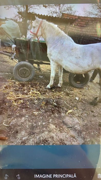 Iapa de vânzare negociabil