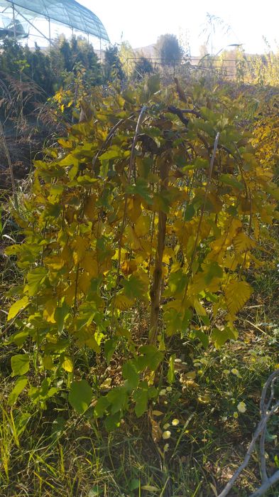 Саженцы все виды