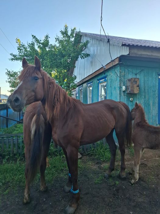 Продаётся кобыла с жеребенком