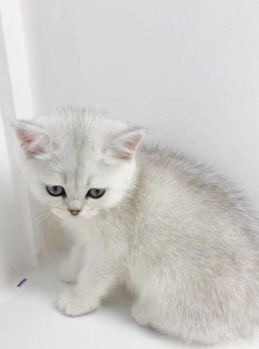 кОшечКа и коТик БриТансКие