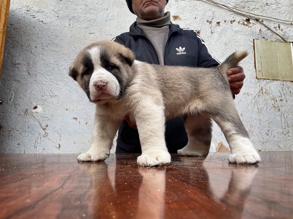 Щенок Алабая (супер гигант ) девочка