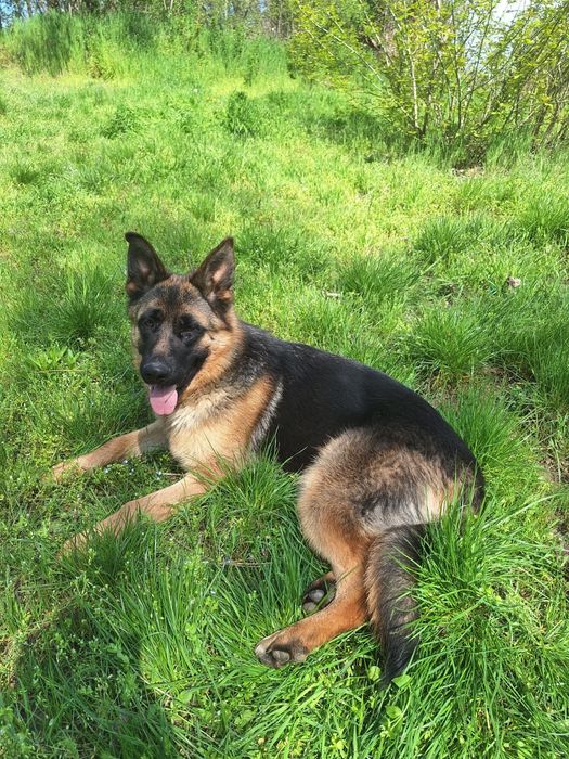 Femela ciobănesc german linie de show