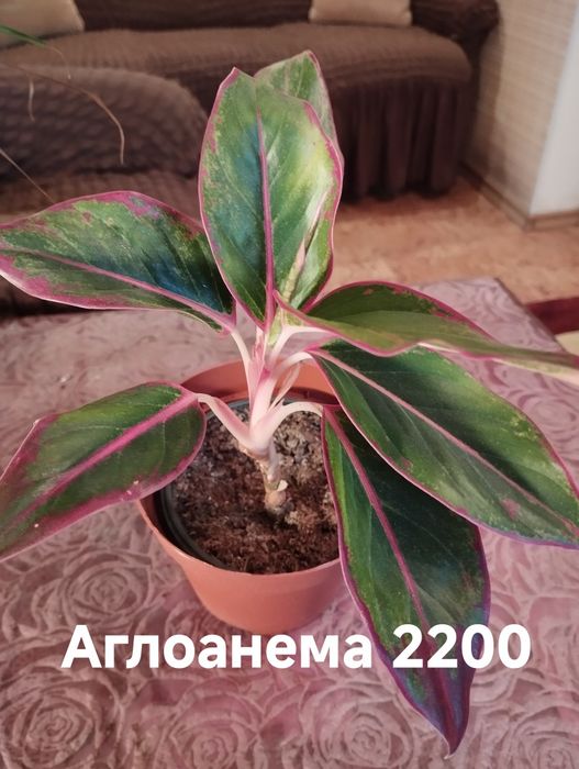 Продам комнатные растения