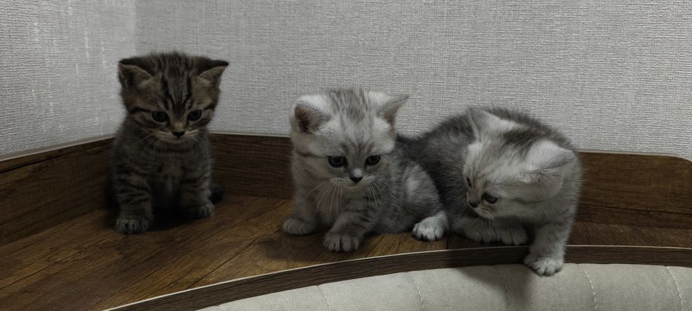 Срочно Продается Шиншила