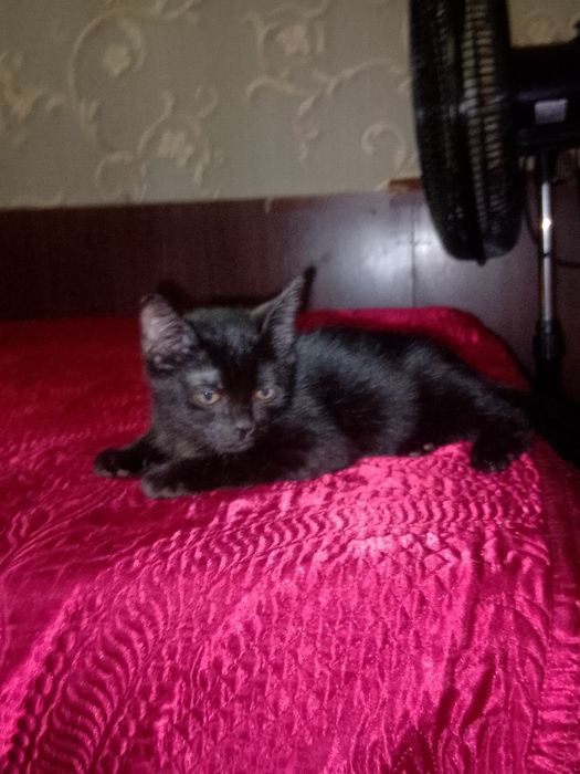 Котенок в добрые руки