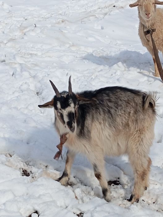 Козы породистые ,молочные.