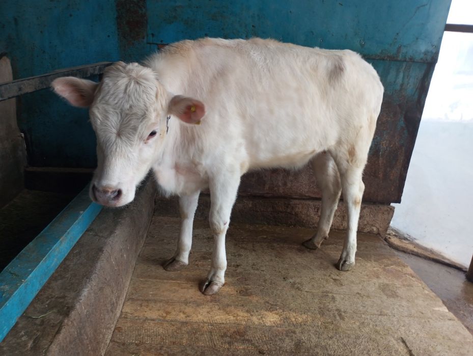 Продам жирную телку