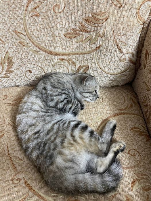 Кошка чистая аккуратная