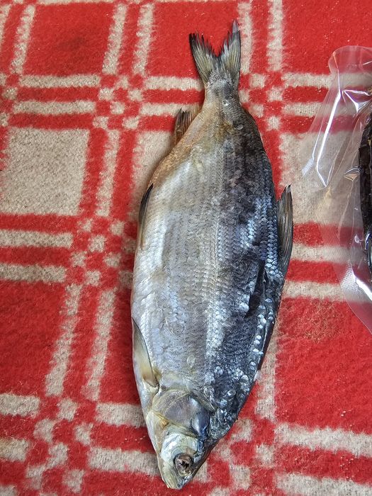 Пелядь Продам рыба пеледь