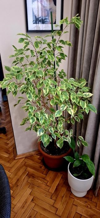 Фикус Бенджамин със саксия