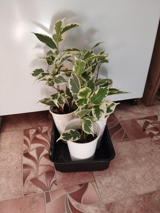 Фикус Бенджамина вариегатный