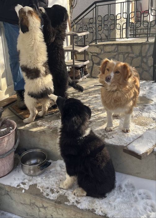 Подарявам кучета