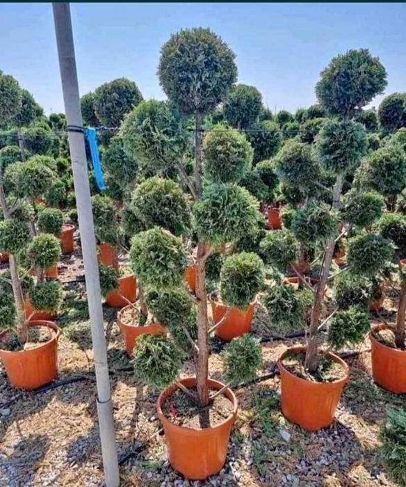 Magnolie salogena Chiparosi leilandi