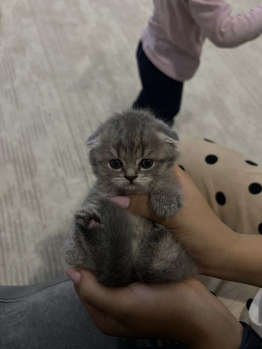 Продам британского котенка
