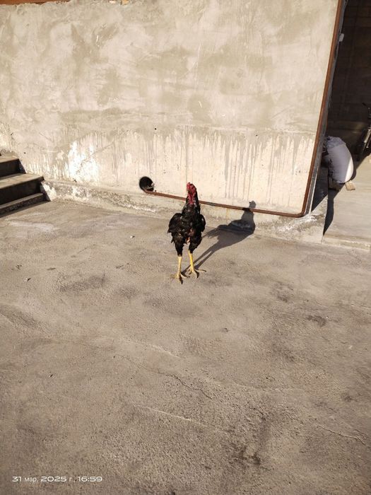 Aprel jo'ja sotiladi