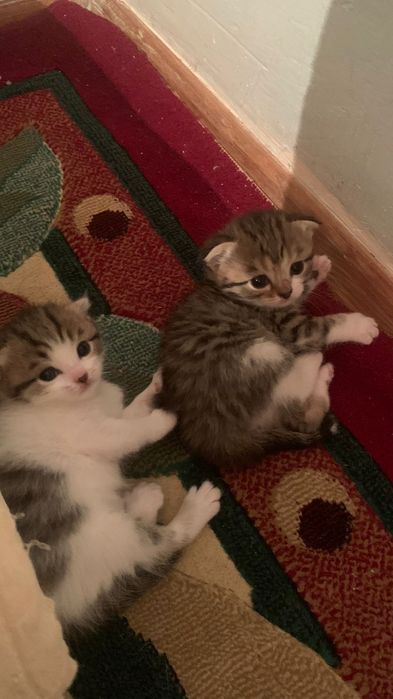 Шотландский кошка