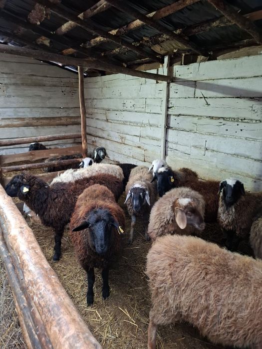 Продам 60 голов