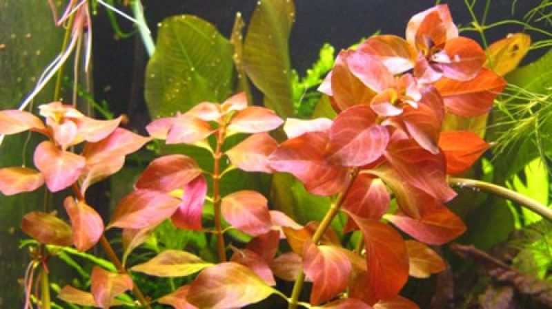 Аквариумные растения