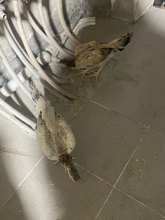 Дакан (чу шамо)