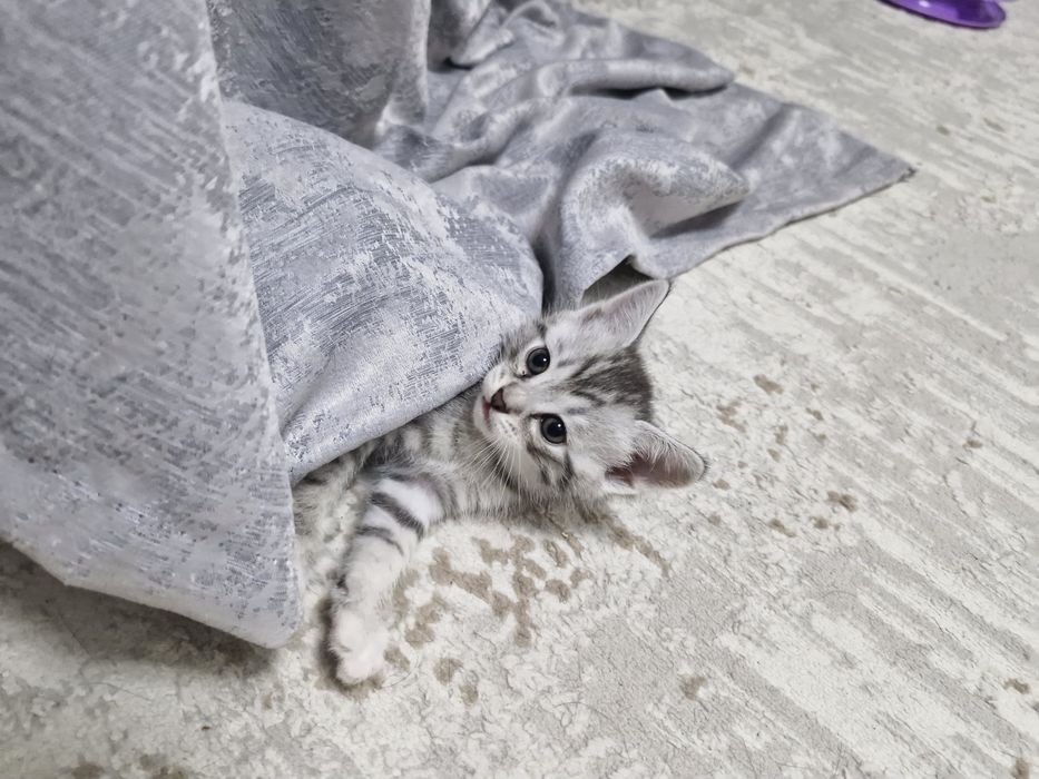 Продам котенка 1 месяц