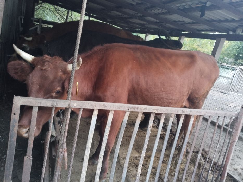 Продам две коровы