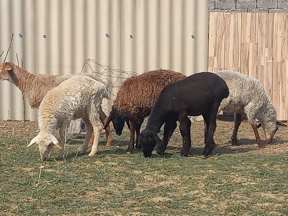 Қойлар бар сатылады