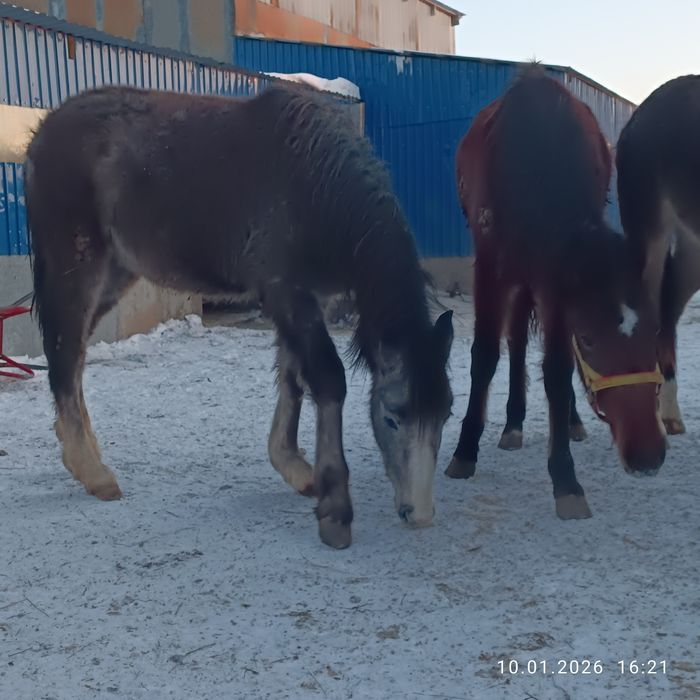 Продам жеребчиков