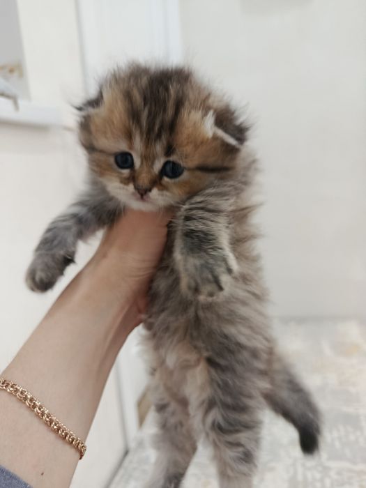 Продается кошечка