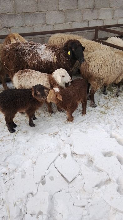 Қозысымен қойлар сатылады