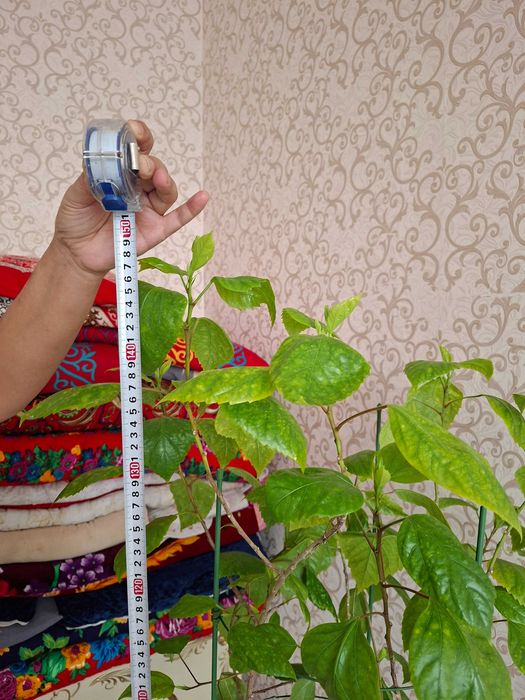 Домашный разные цветы