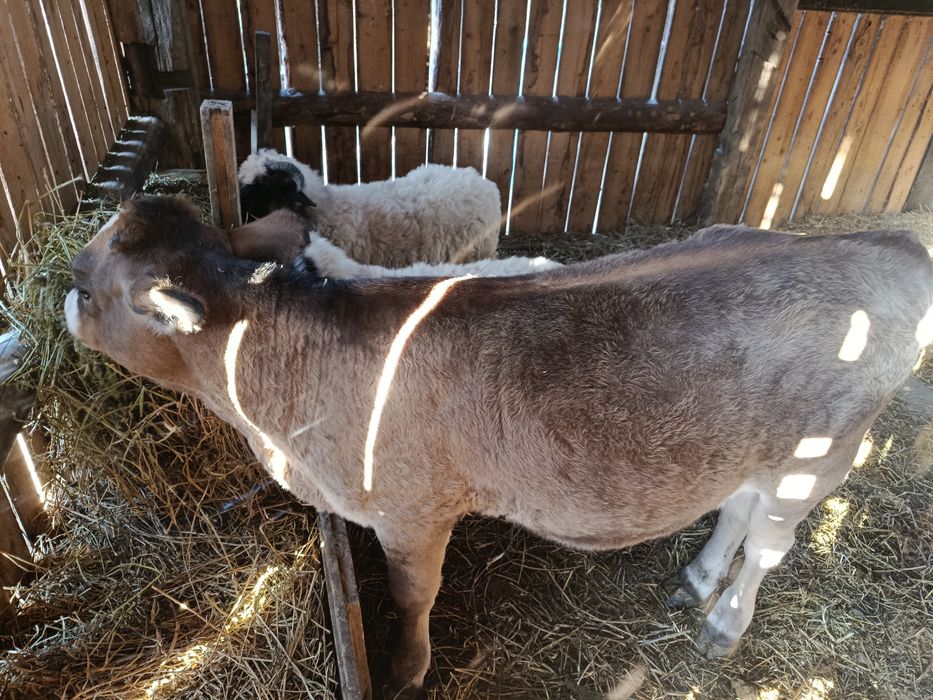 Vând junincă de 4 luni jumate